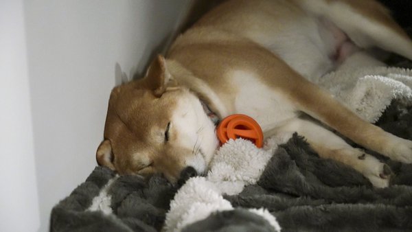 dog_zoey.jpg