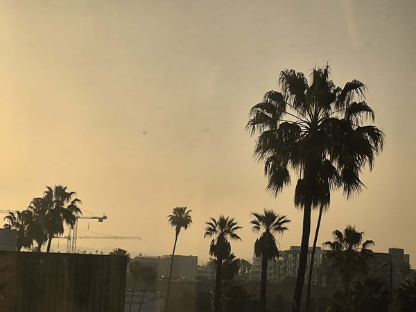 palms.jpg