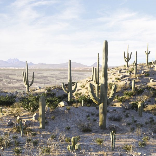 desert.jpg