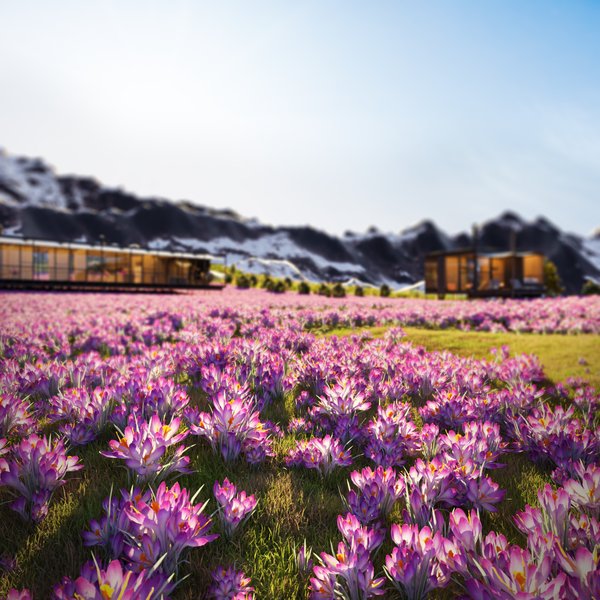 flower_crocus_field.jpg