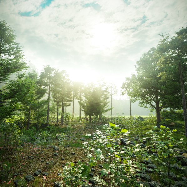 forest.jpg