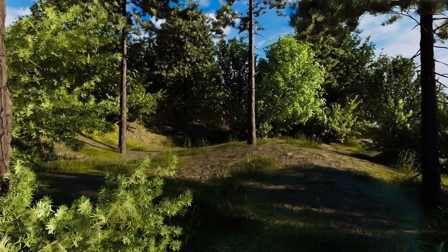coniferous_forest.jpg
