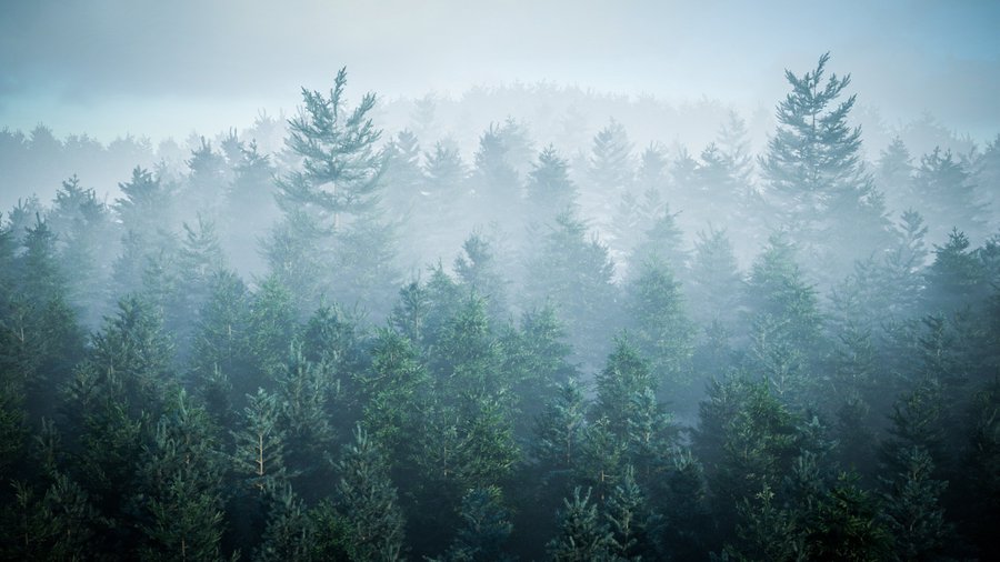 forest.jpg