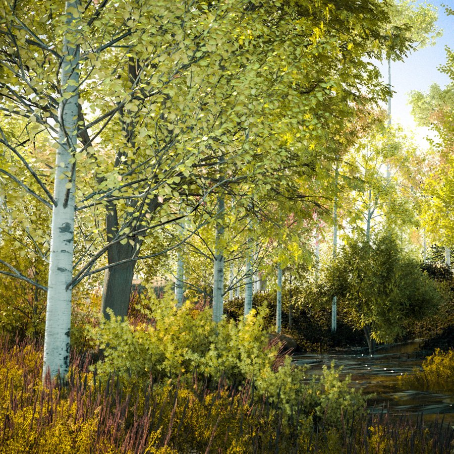 forest_late_summer.jpg